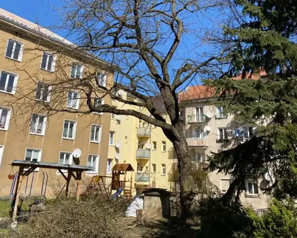Prořez stromů Ústí nad Labem
